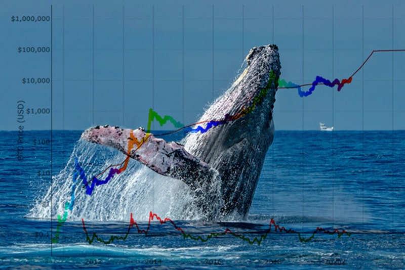 آیا واریزی نهنگ‌ها به صرافی‌ها می‌تواند عاملی برای پیش بینی قیمت بیت کوین باشد؟ | همتاپی