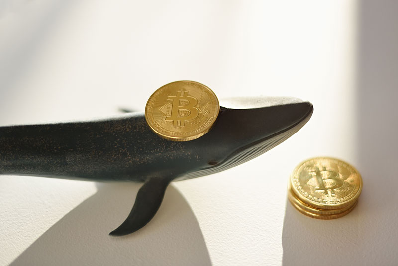 خرید بیت کوین توسط بزرگترین نهنگ‌های ارز دیجیتال | همتاپی